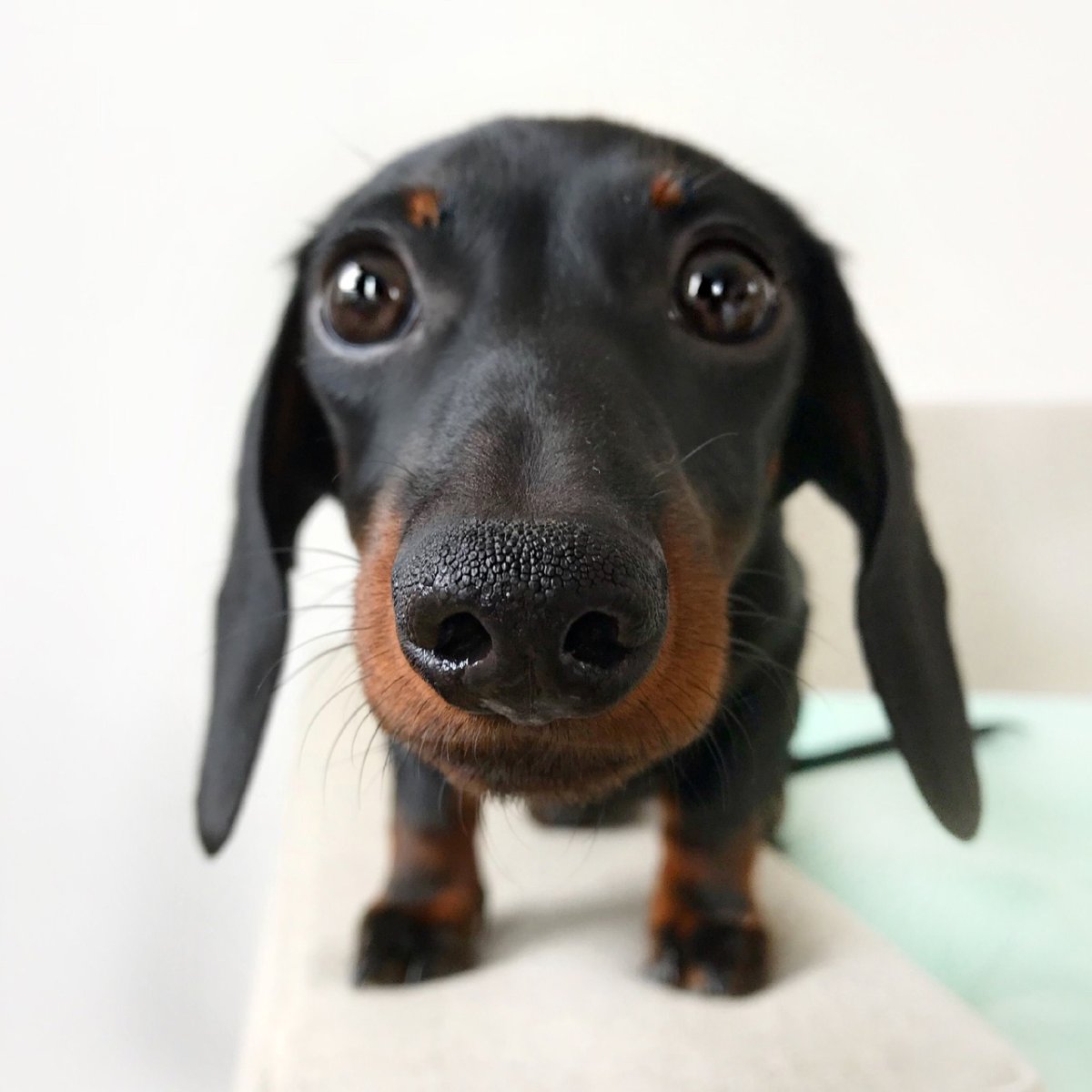 Милые щенки таксы