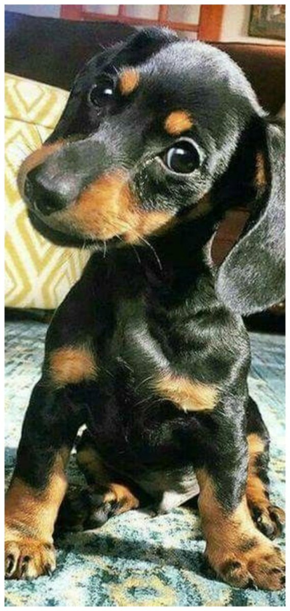 Маленькая такса щенок