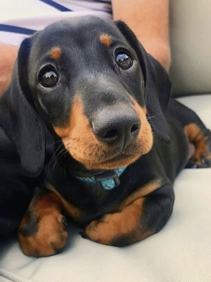 Щенки таксы