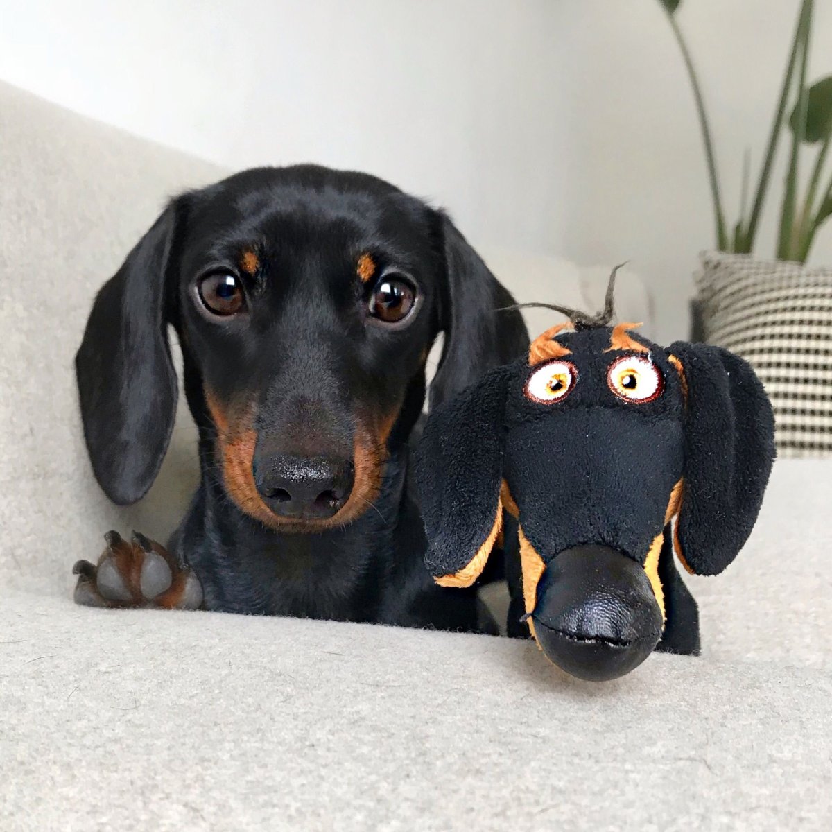 Такса дашхунд