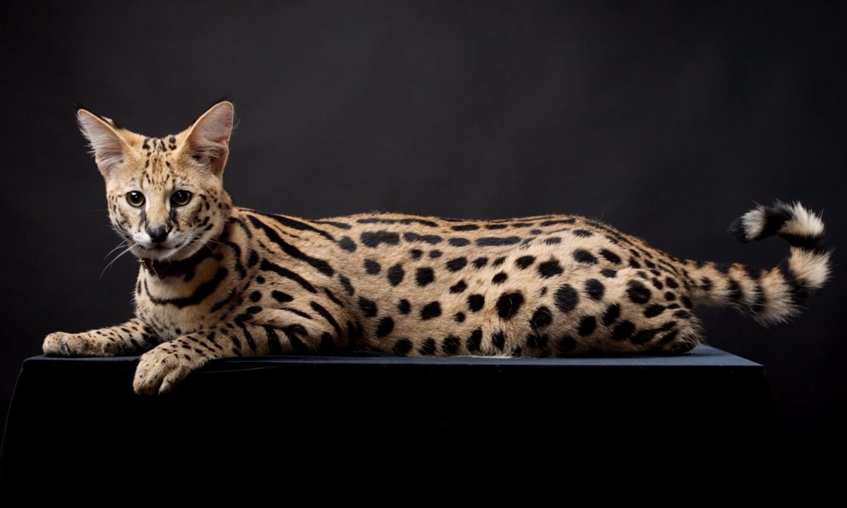 Коты дорогие Ашера