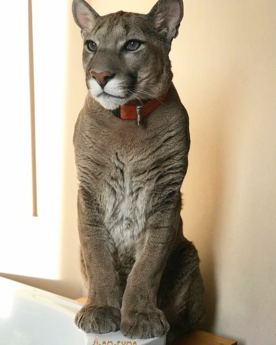 Кугуар Месси