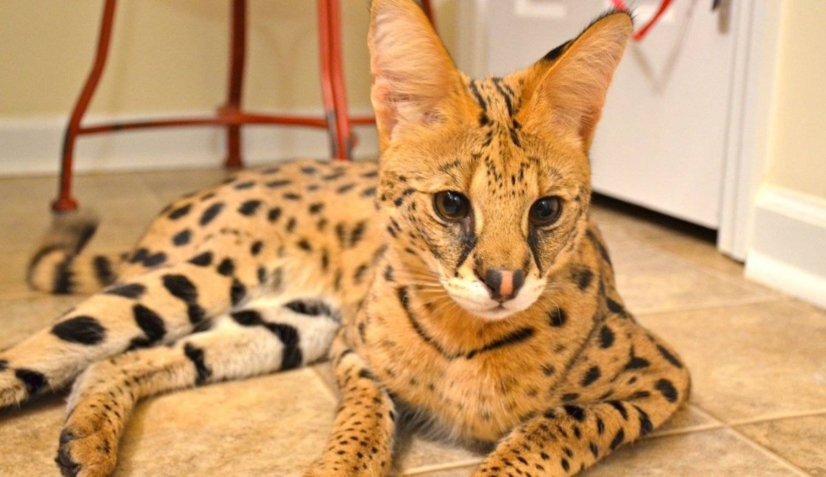 Сервал Ашера Саванна