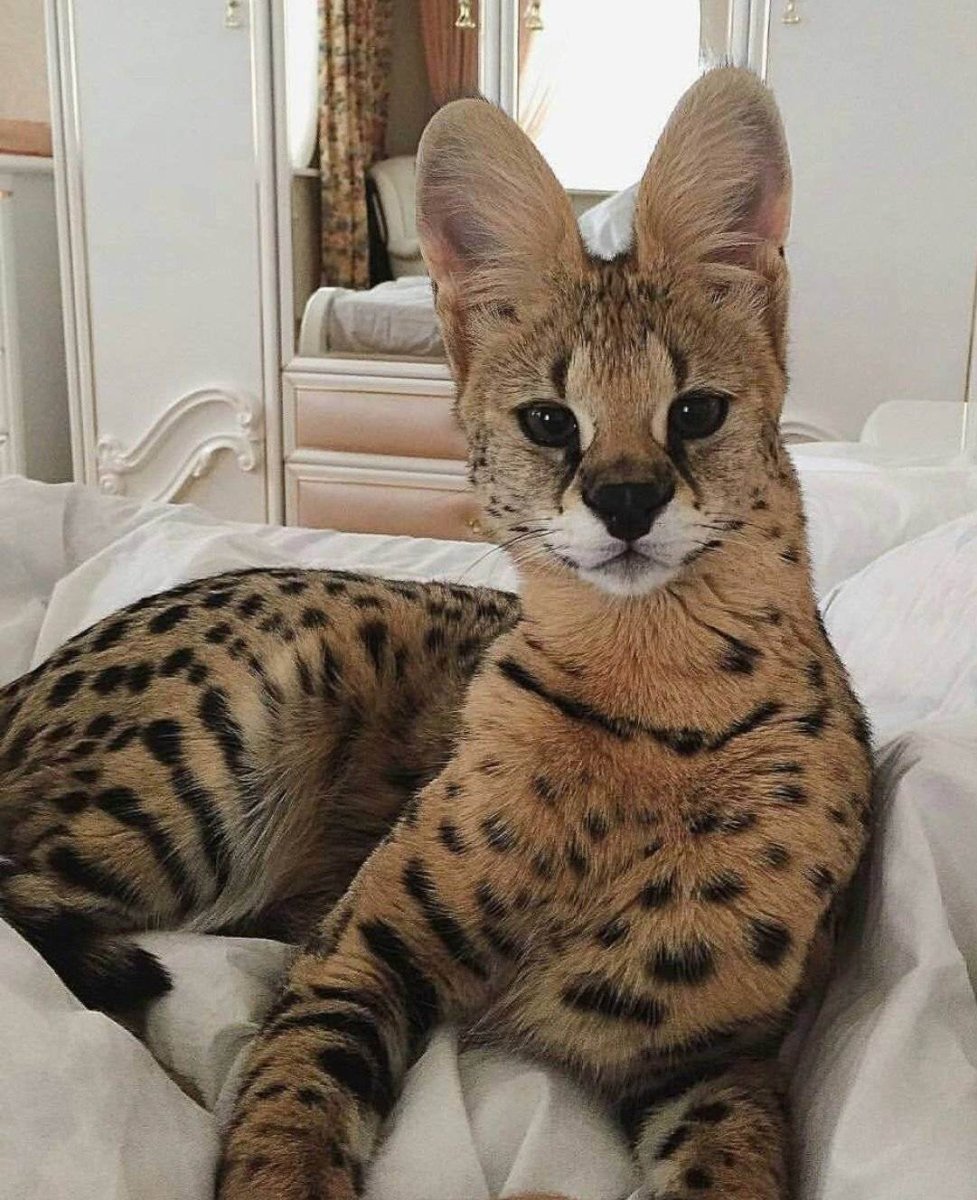 Сервал Ашера