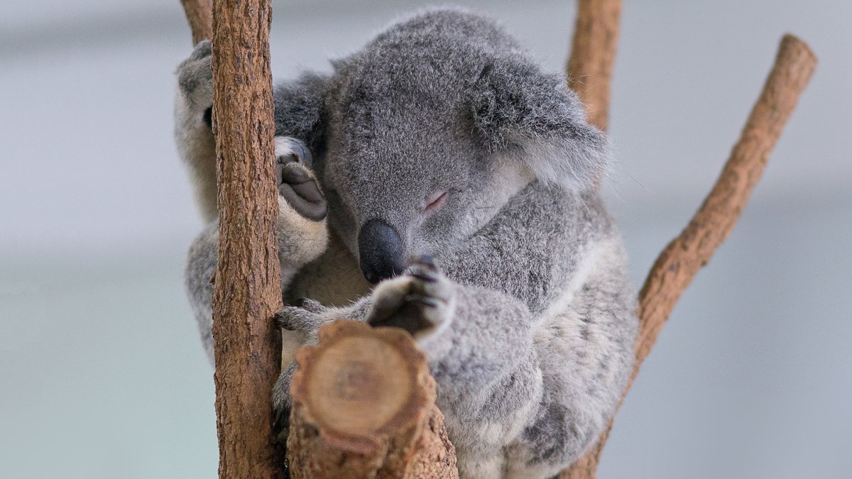 Украинские коалы