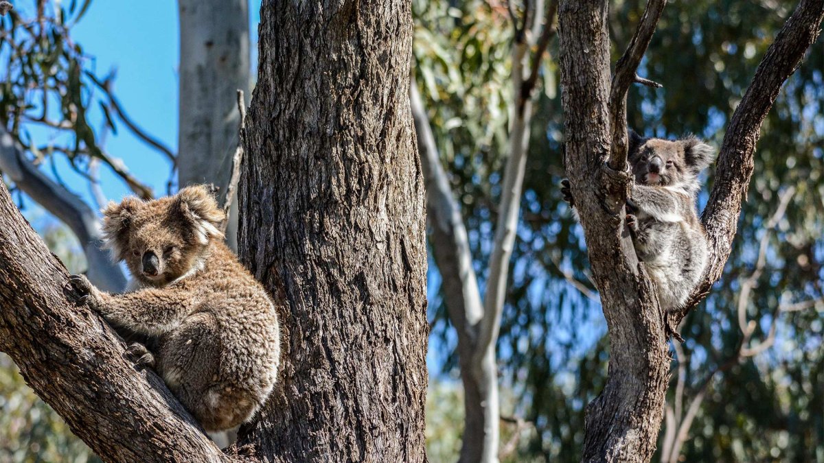 Фотогеничная коала