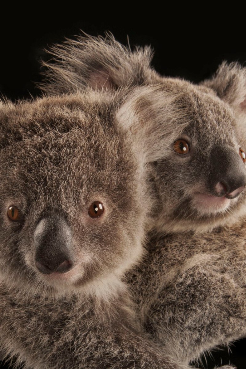 Коала балдеет