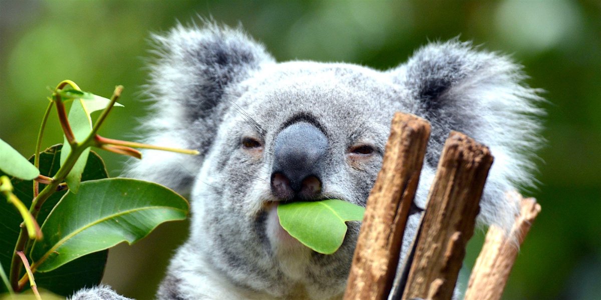 Беременная коала