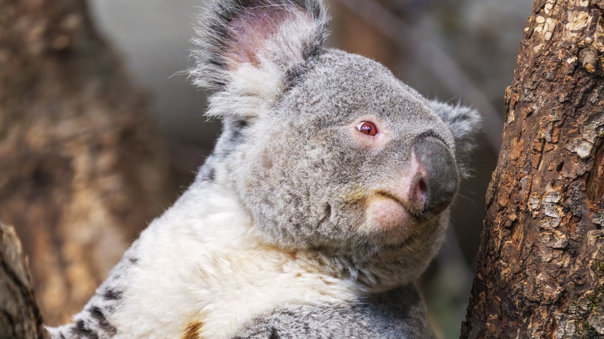 Коала сумчатое