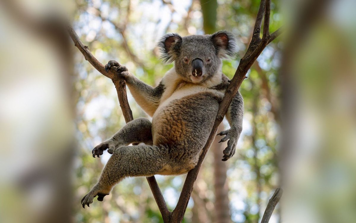 Коала сбоку