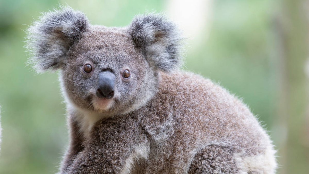 Сумчатые млекопитающие коала