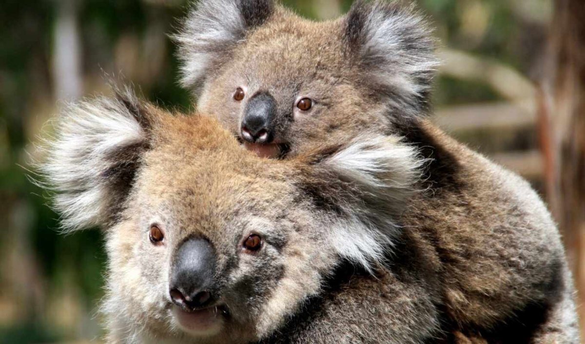 Серая коала