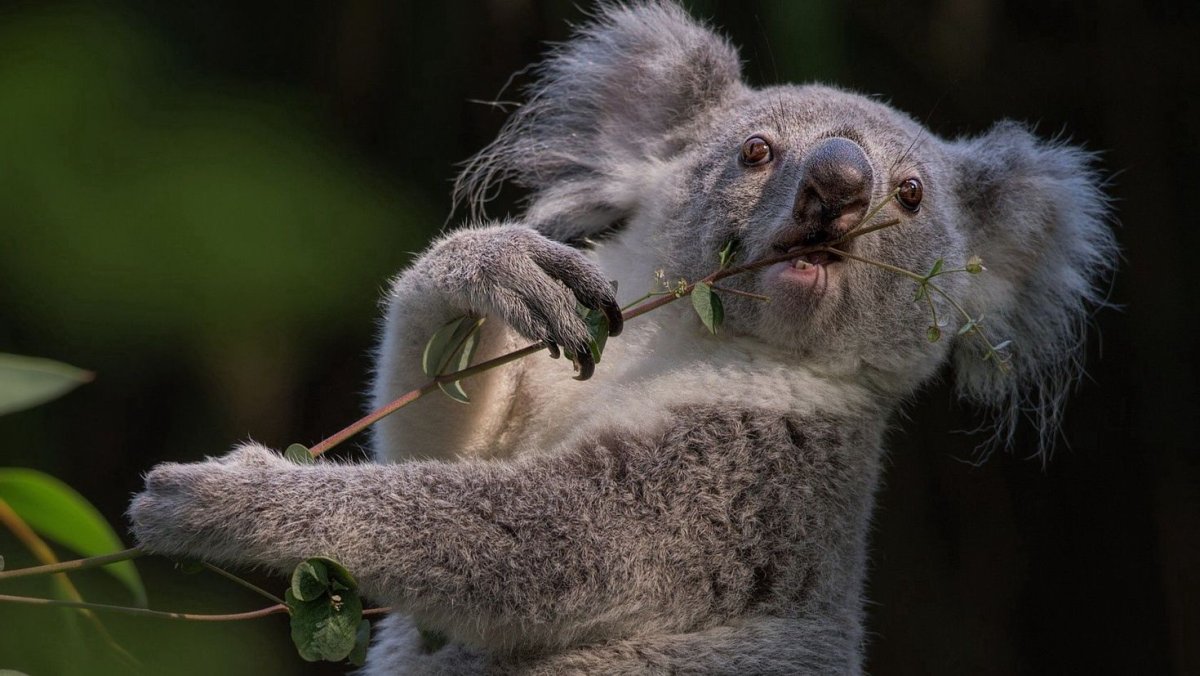 Мокрая коала