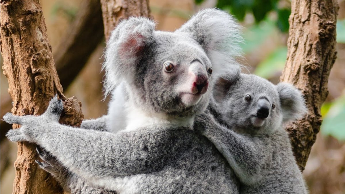 Коала смотрит