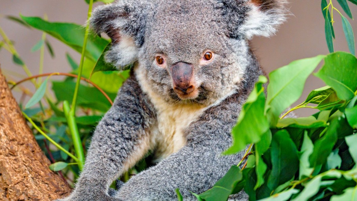 Коала Санктори заповедник