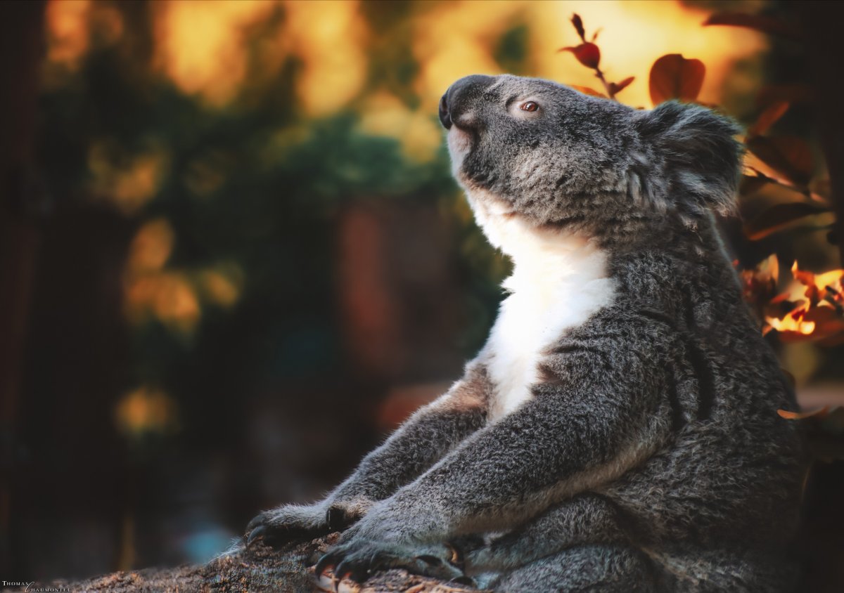 Факты о коалах