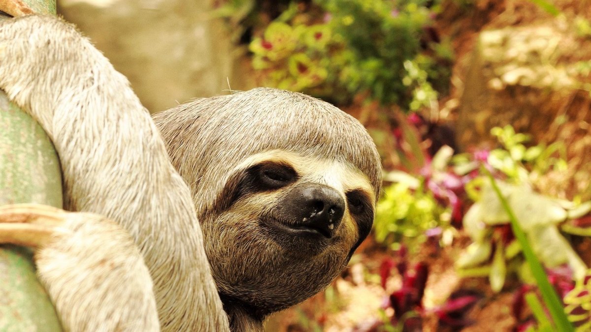 Сумчатый Ленивец