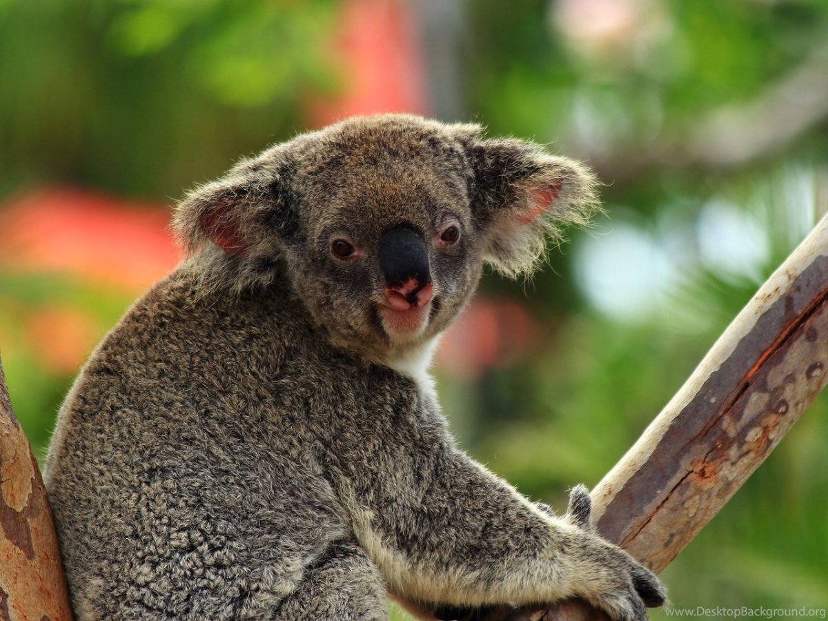 Смешные коалы на рабочий стол