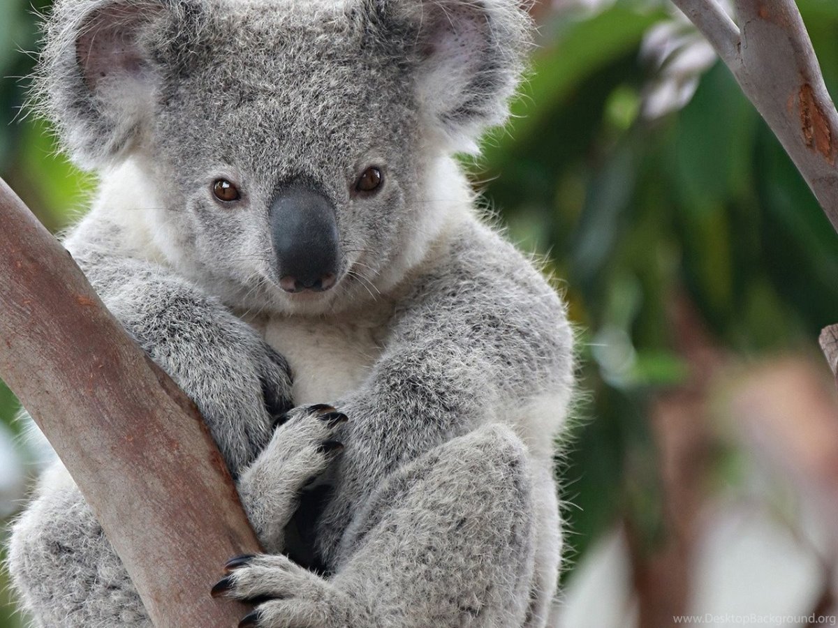 Коала и красная Панда