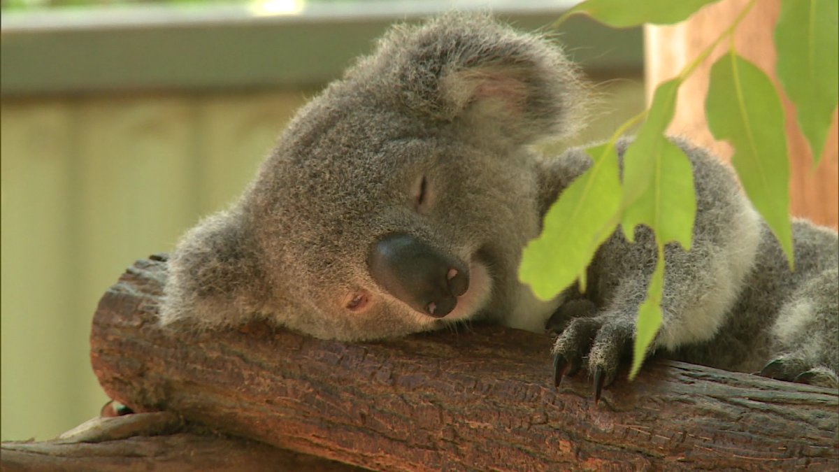 Пожары в лесах с животными коала