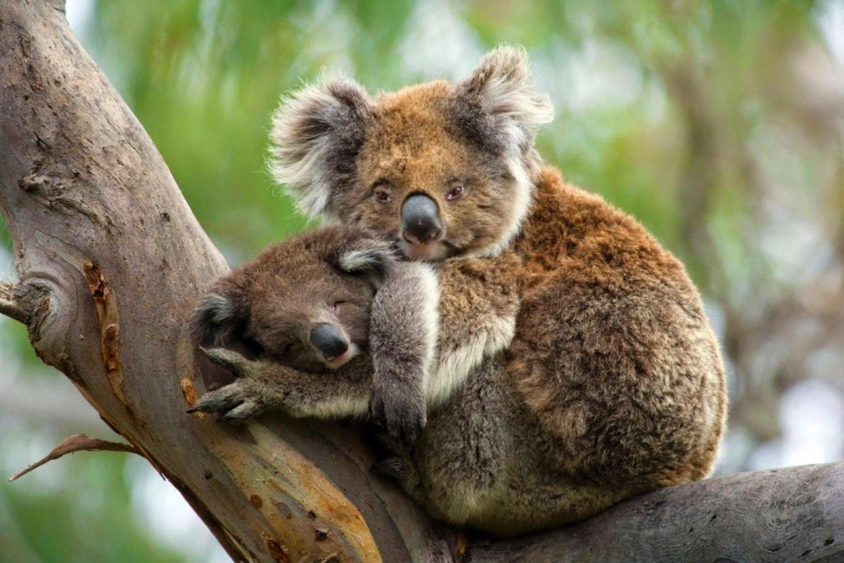 Сумчатый Ленивец