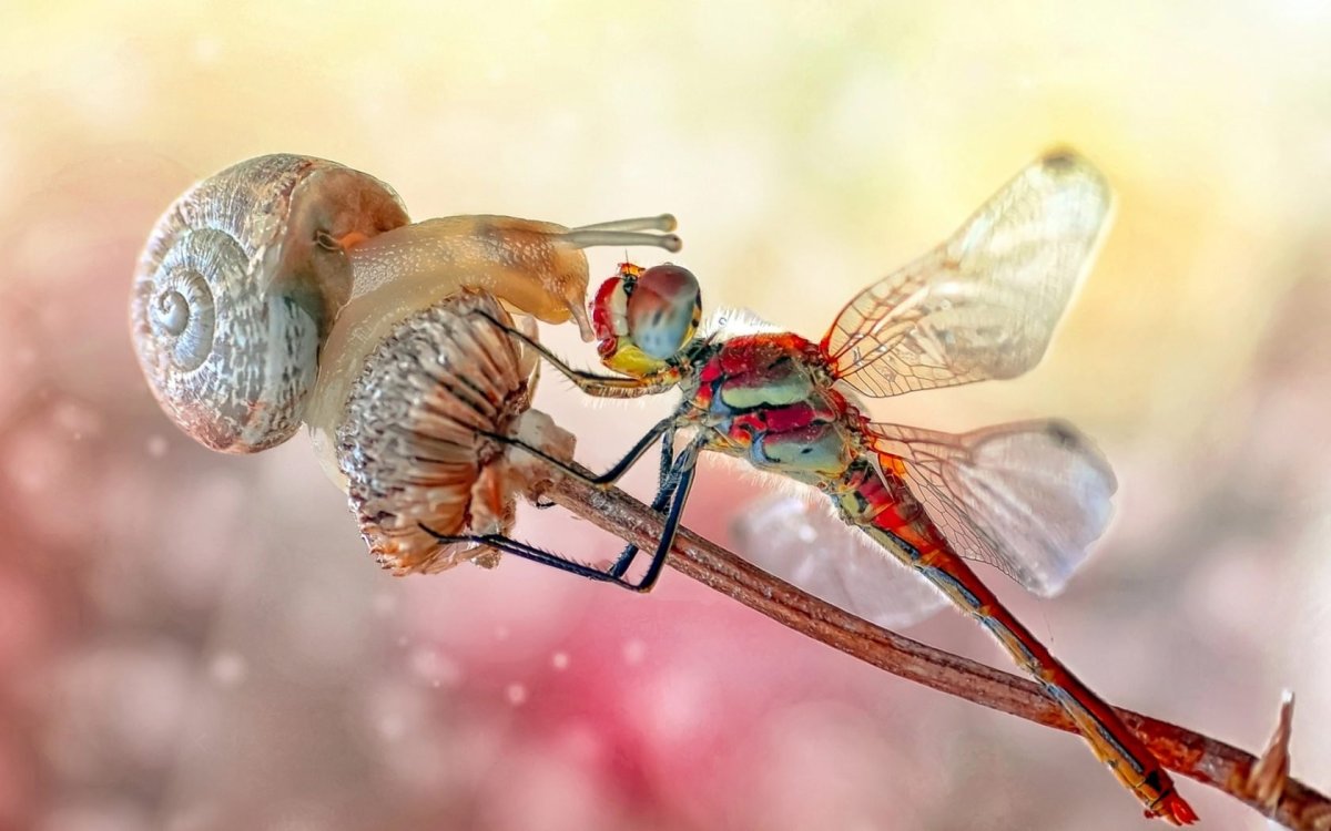 Макросъемка насекомых