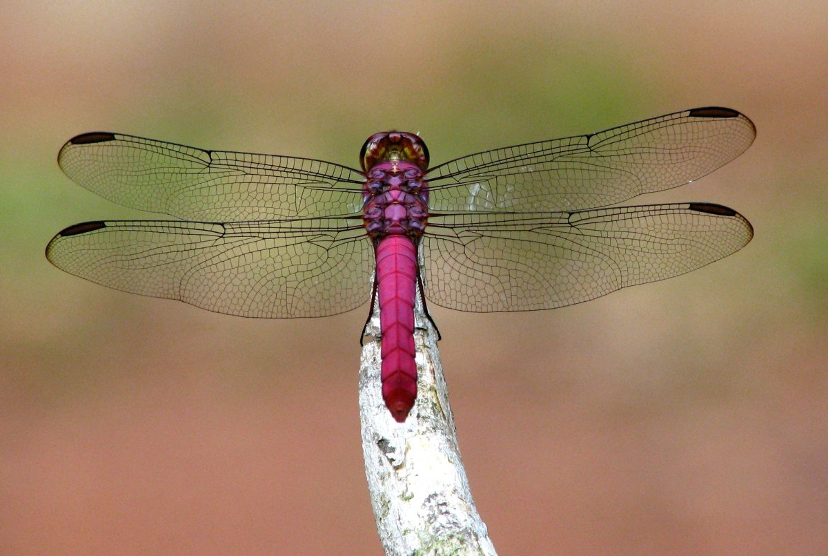 Стрекоза Радужница