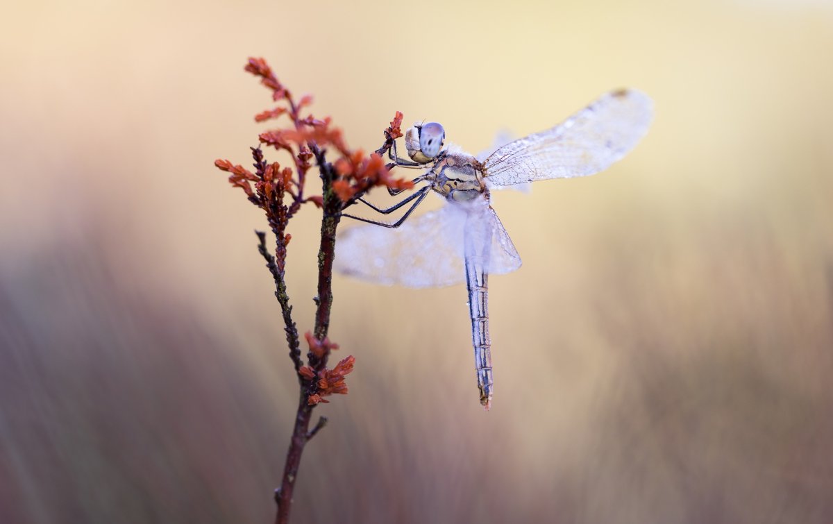 Стрекоза Макросъемка