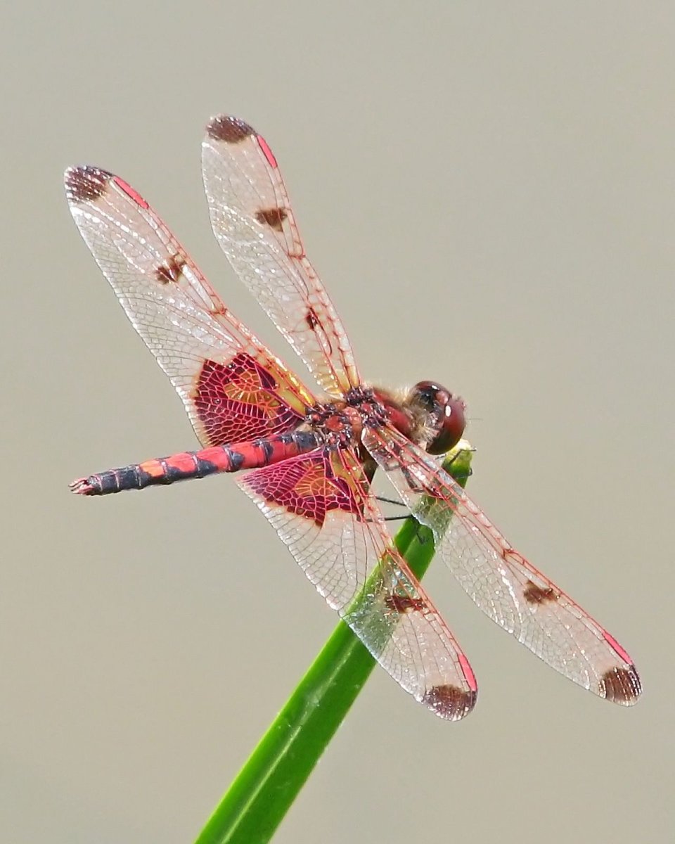 Стрекоза синяя Драгонфлай