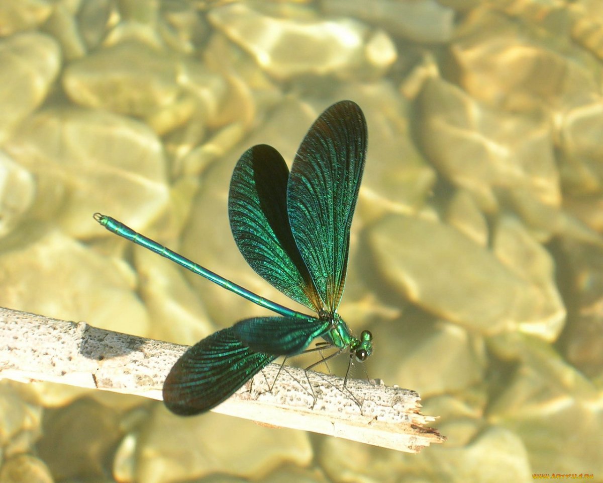 Стрекоза красивая