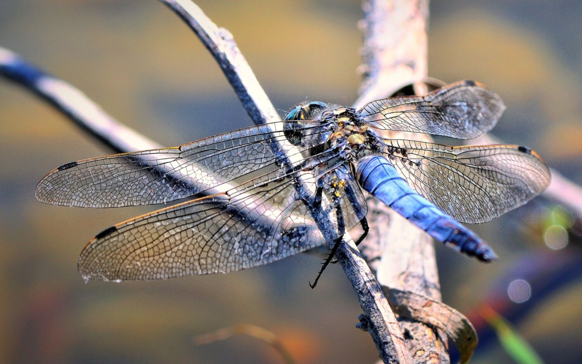 Фиолетовая Стрекоза