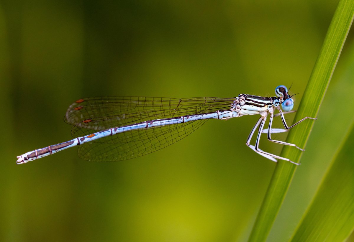 Стрекоза Calopteryx