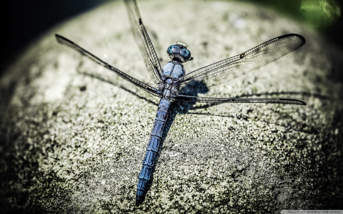 Лапки Стрекозы