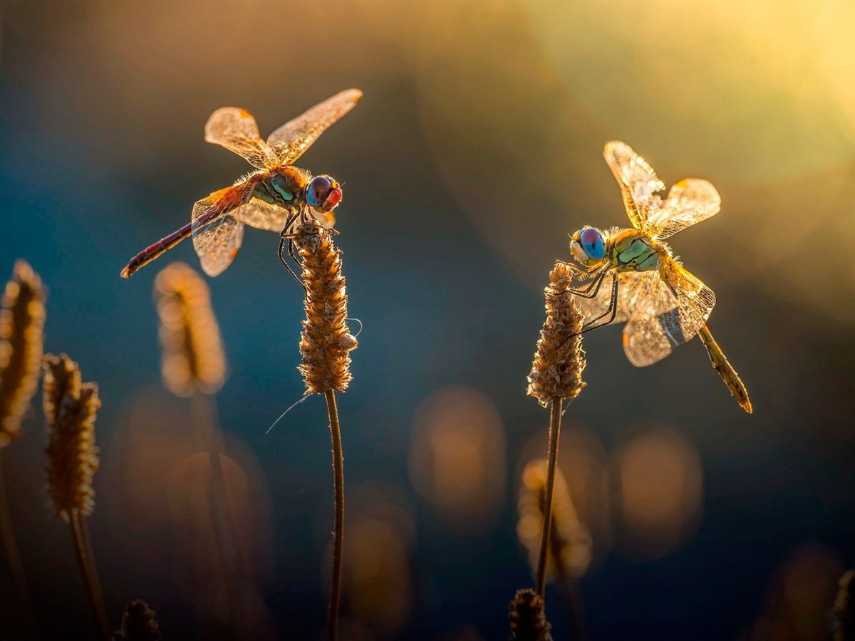 Смешная Стрекоза