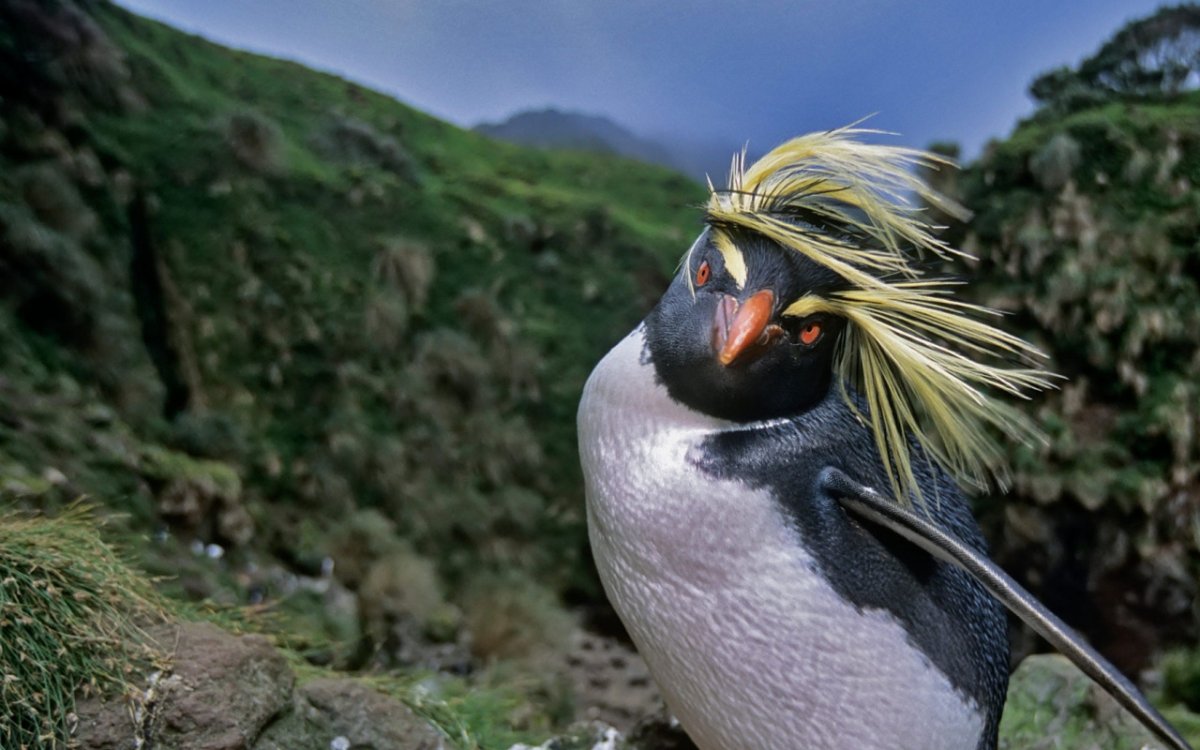 Северный хохлатый Пингвин