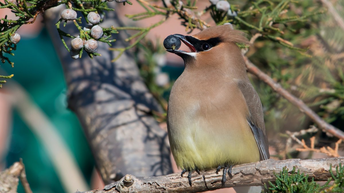 Свиристель птица