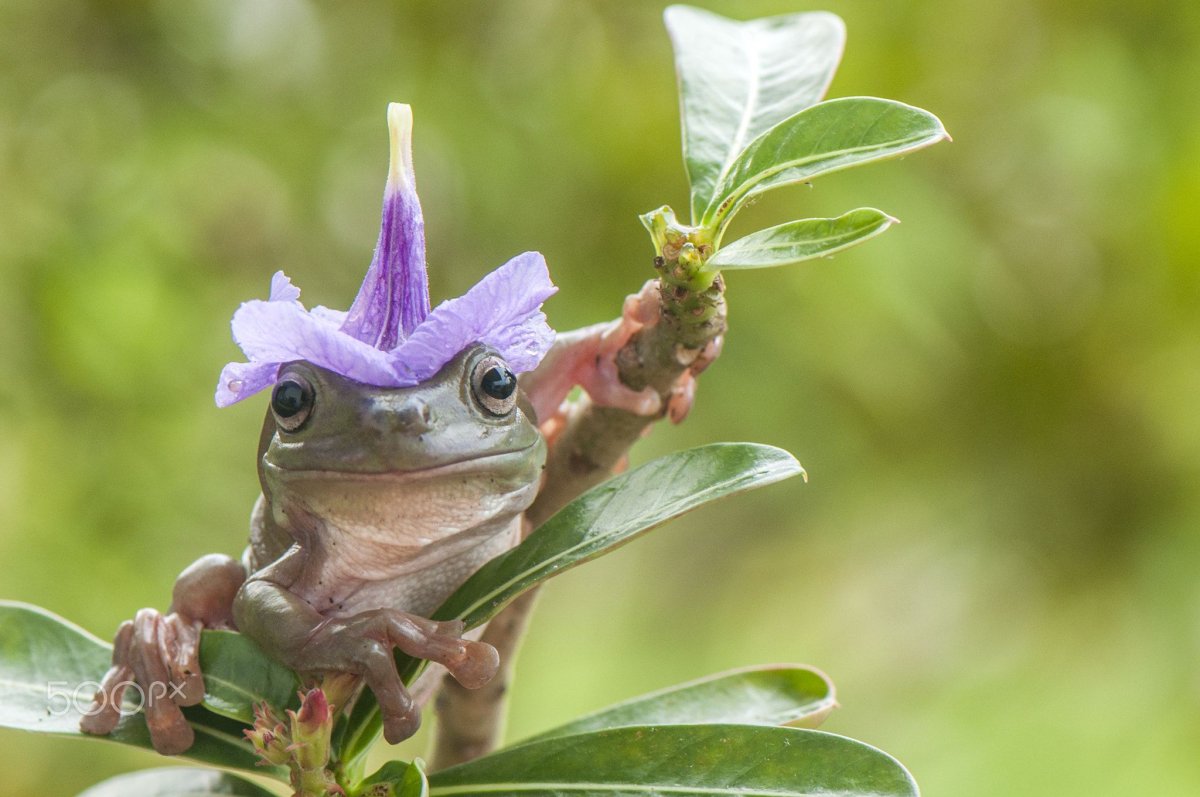 Лягушка на цветке