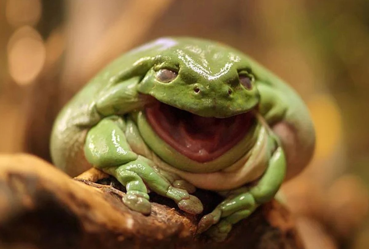 Лягушка смеется