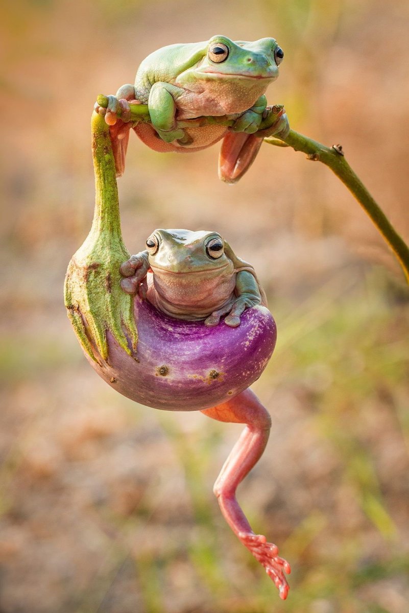 Лягушки Геншин