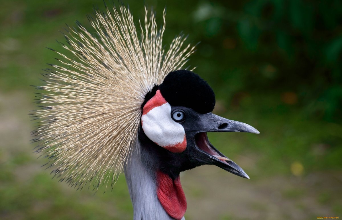 Клюв журавля