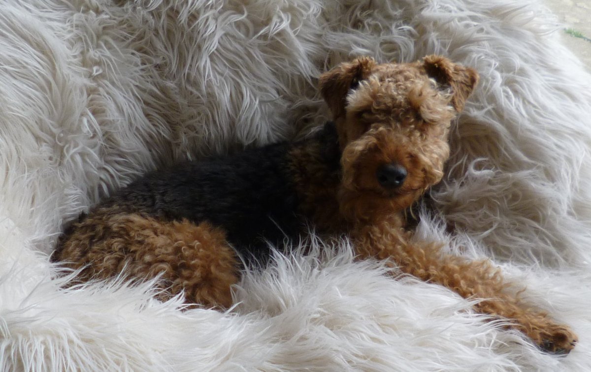 Пудель терьер