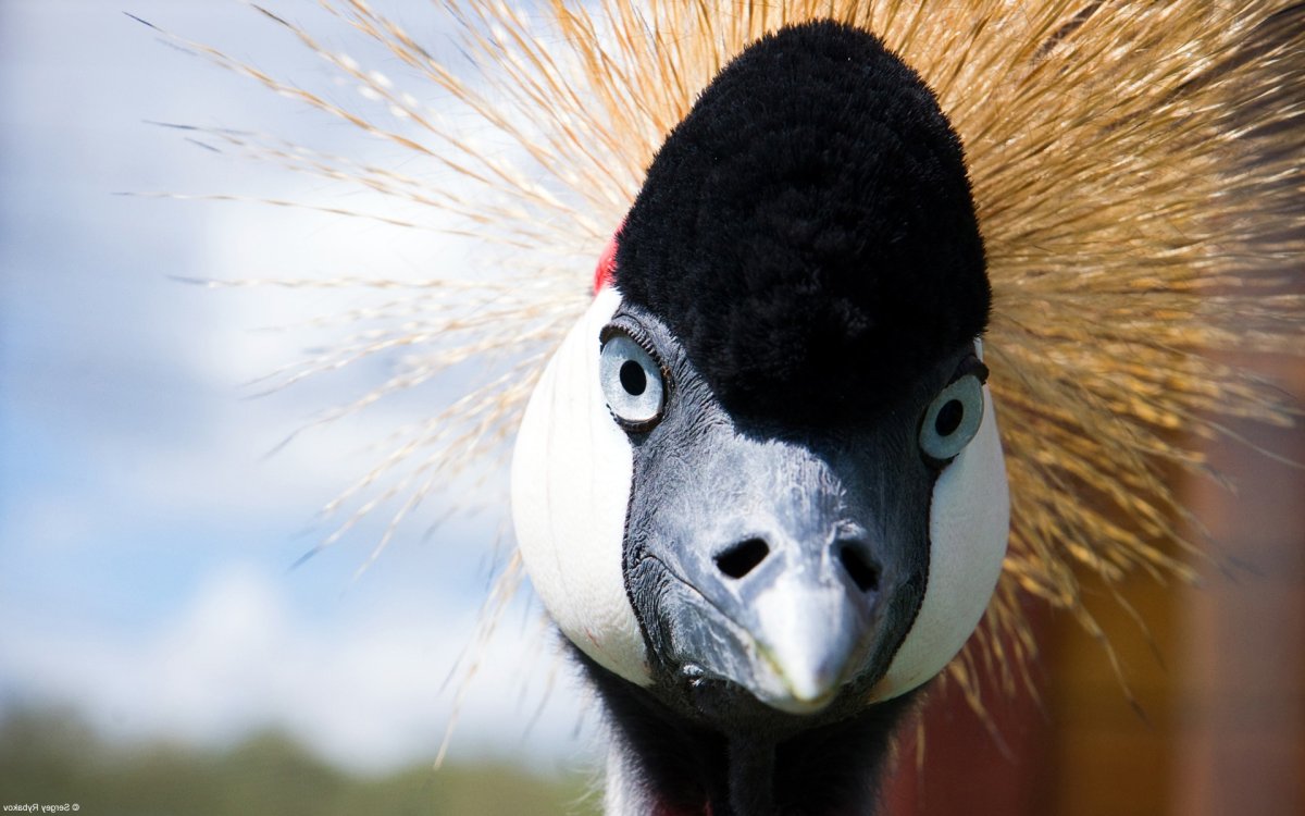 Большая птица с хохолком на голове