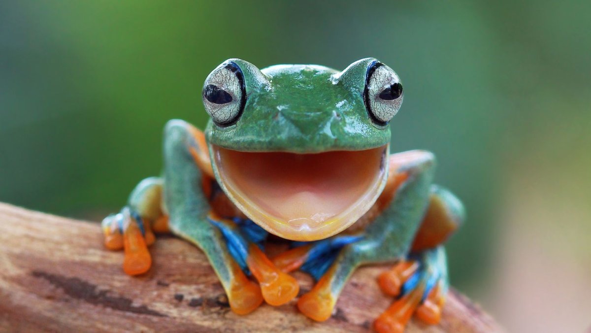 Лягушка Грин Фрог зеленая с оранжевым