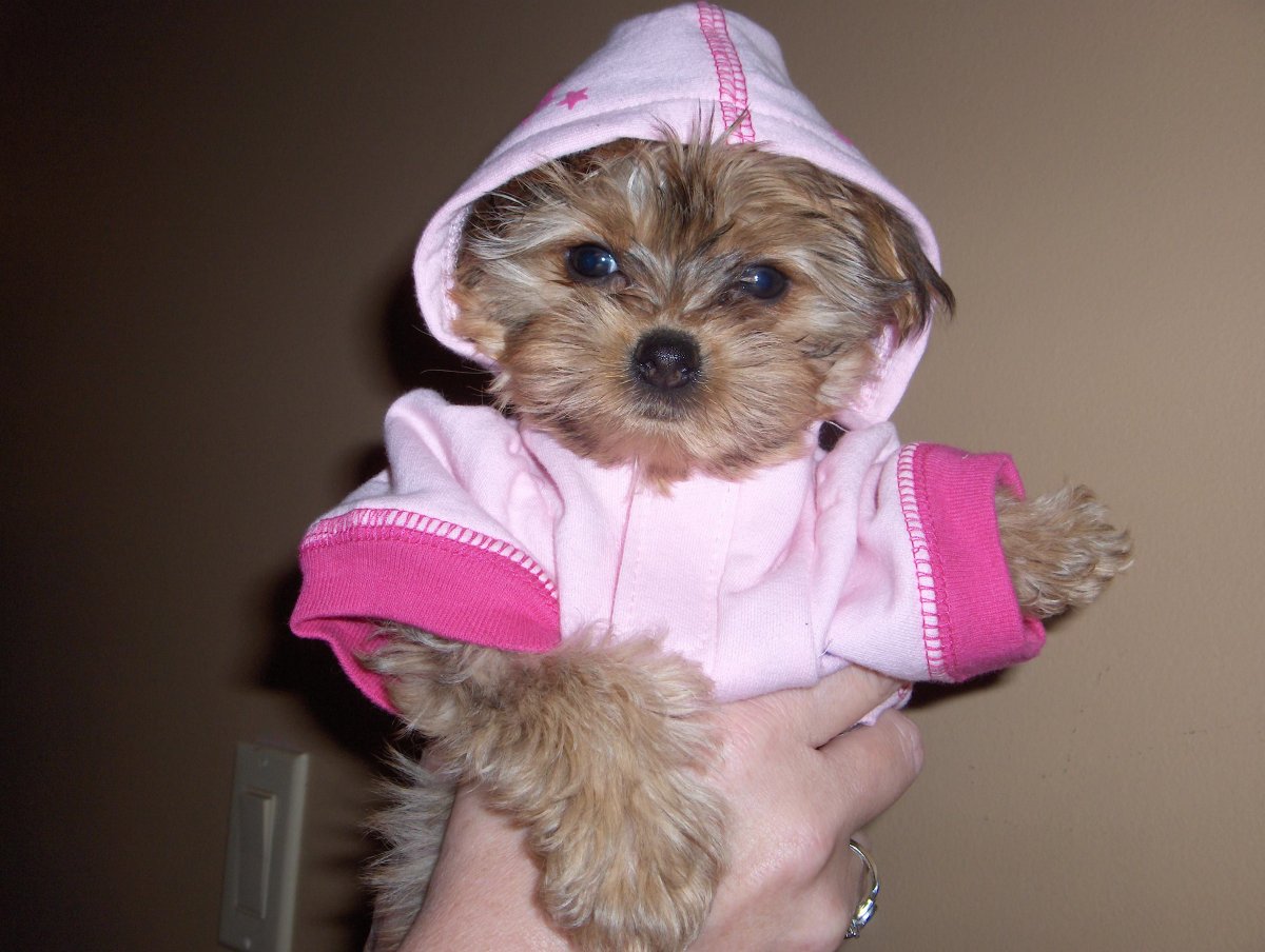 Мальтипу и Йоркипу