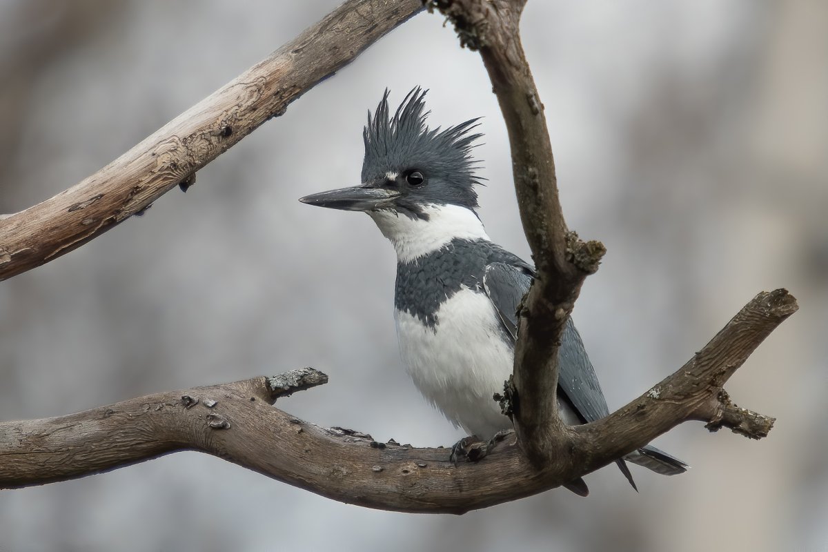 Belted Kingfisher птица