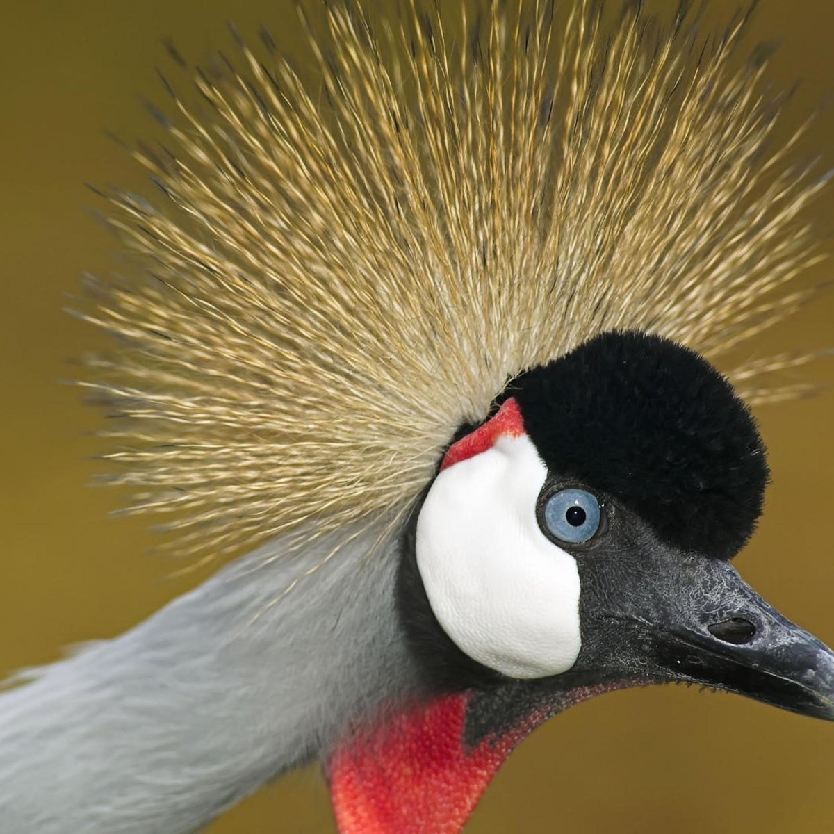 Птица с пушистым хохолком на голове