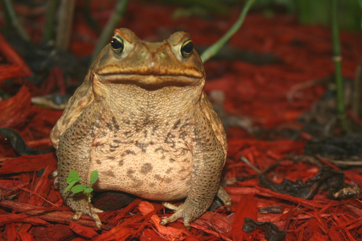 Лягушка водонос