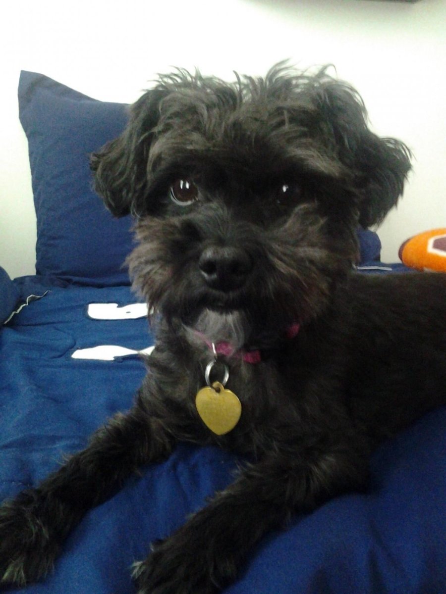 Щенки Пинтерест