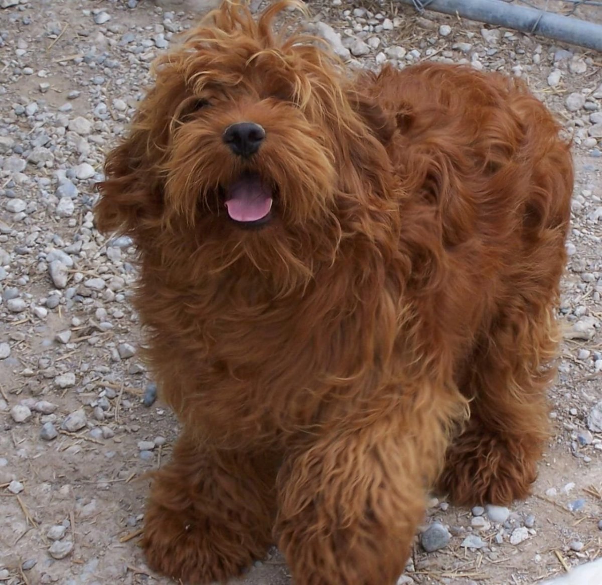 Мальтипу Кавапу кокапу Йоркипу