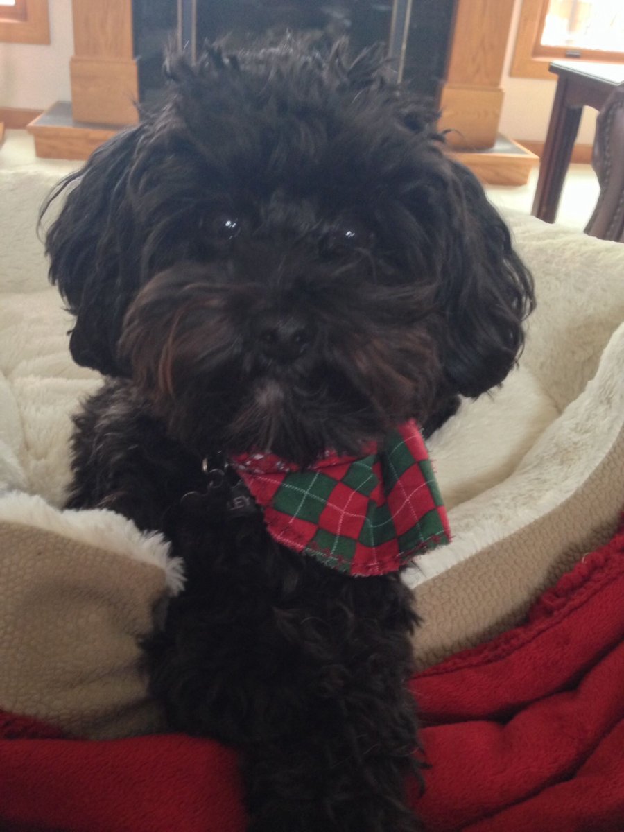 Метис Йорка и пуделя